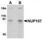 NUP107 Antibody (Internal)